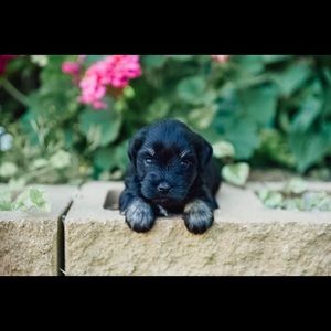 Meet your Posher, Krista